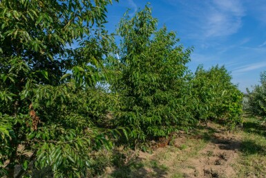 Alnus spaethii meerstammig 300-350