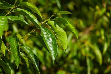 Alnus spaethii meerstammig 300-350