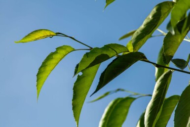 Alnus spaethii meerstammig 300-350