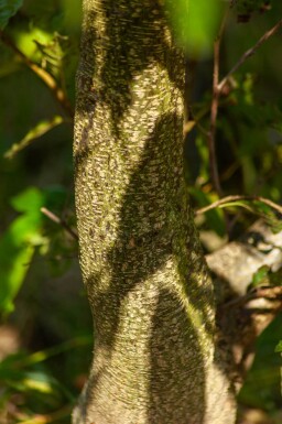 Alnus spaethii meerstammig 300-350