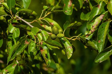 Alnus spaethii meerstammig 300-350