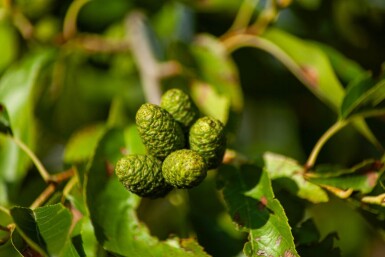 Alnus spaethii meerstammig 300-350