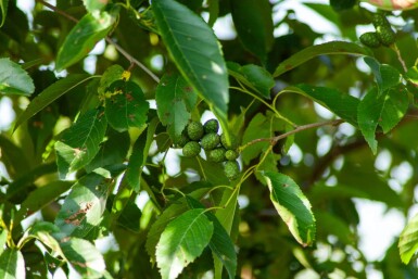 Alnus spaethii meerstammig 300-350