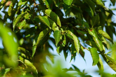 Alnus spaethii meerstammig 300-350