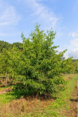 Alnus spaethii meerstammig 300-350