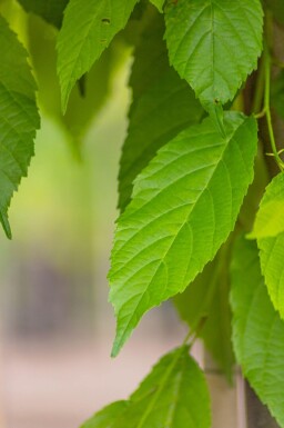 Alnus spaethii meerstammig 300-350