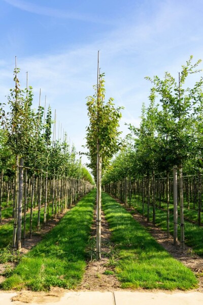 Amelanchier arborea 'Robin Hill' hoogstam 6/8