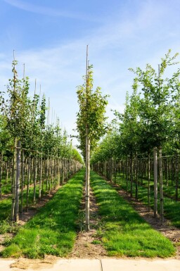 Amelanchier arborea 'Robin Hill' hoogstam