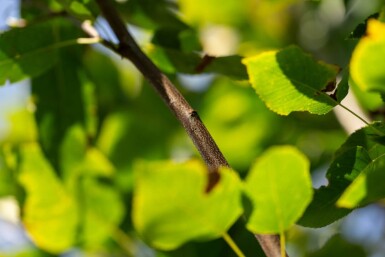 Amelanchier arborea 'Robin Hill' hoogstam