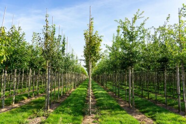 Amelanchier arborea 'Robin Hill' hoogstam 6/8