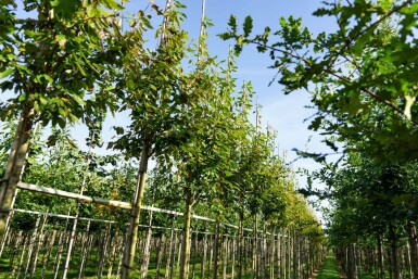 Amelanchier arborea 'Robin Hill' hoogstam 6/8