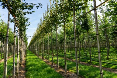 Amelanchier arborea 'Robin Hill' hoogstam 6/8