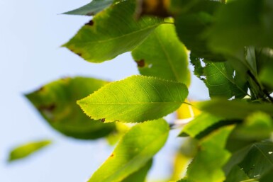 Amelanchier arborea 'Robin Hill' hoogstam 6/8