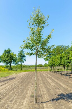 Amelanchier arborea 'Robin Hill' hoogstam 6/8