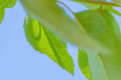 Amelanchier arborea 'Robin Hill' hoogstam 6/8