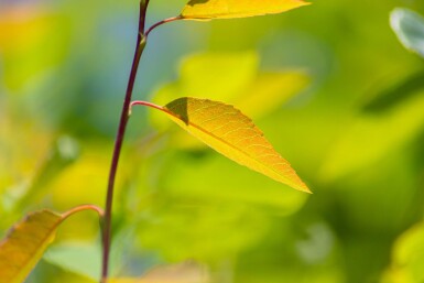 Amelanchier arborea 'Robin Hill' hoogstam 6/8
