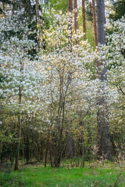 Amelanchier canadensis meerstammig