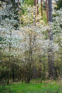 Amelanchier canadensis meerstammig