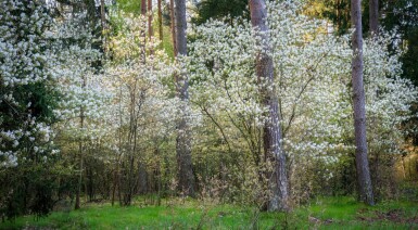 Amelanchier canadensis meerstammig