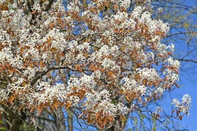 Amelanchier canadensis meerstammig