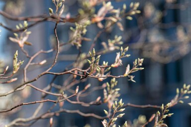 Amelanchier canadensis meerstammig