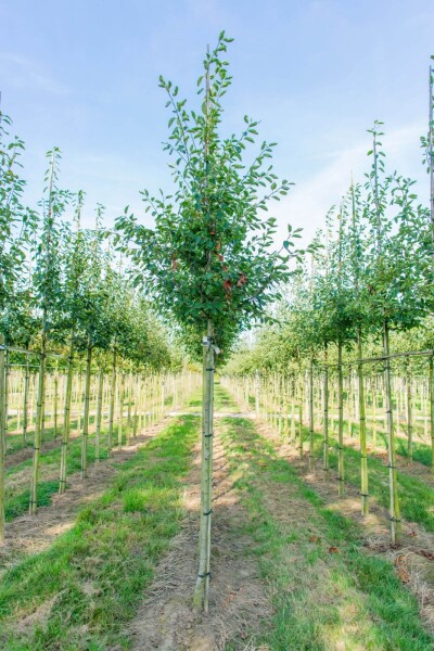 Amelanchier laevis 'Ballerina' hoogstam 6/8