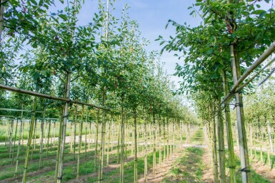 Amelanchier laevis 'Ballerina' hoogstam 6/8