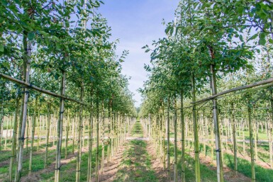 Amelanchier laevis 'Ballerina' hoogstam 6/8