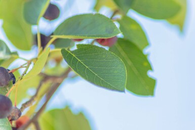 Amelanchier laevis 'Ballerina' hoogstam 6/8