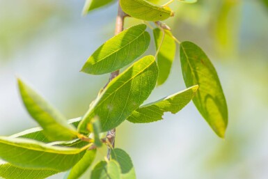 Amelanchier laevis 'Ballerina' hoogstam 6/8