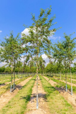 Amelanchier laevis 'Ballerina' hoogstam 6/8