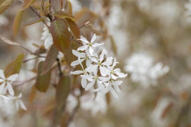 Amelanchier laevis 'Ballerina' hoogstam 6/8