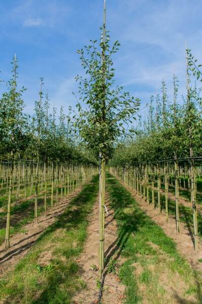 Amelanchier lamarckii hoogstam 4/6 (spil)