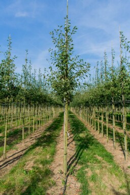 Amelanchier lamarckii hoogstam
