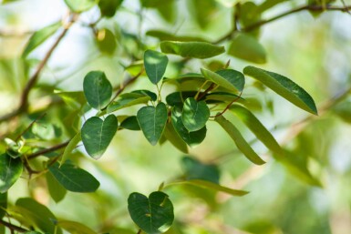 Amelanchier lamarckii hoogstam