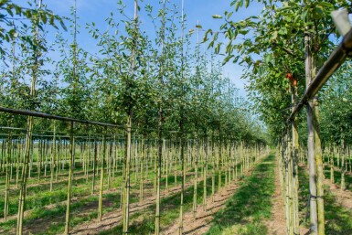 Amelanchier lamarckii hoogstam 4/6 (spil)
