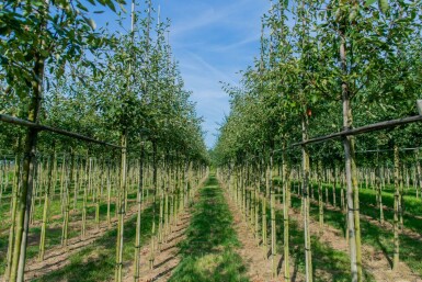 Amelanchier lamarckii hoogstam 4/6 (spil)