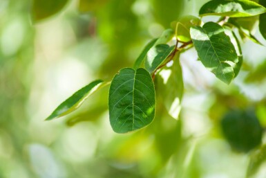 Amelanchier lamarckii hoogstam 4/6 (spil)