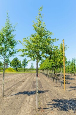 Amelanchier lamarckii hoogstam 4/6 (spil)