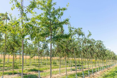 Amelanchier lamarckii hoogstam 4/6 (spil)