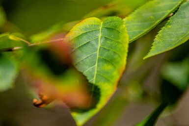 Amelanchier lamarckii hoogstam 4/6 (spil)