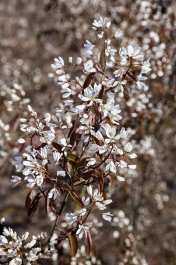 Amelanchier lamarckii hoogstam 4/6 (spil)