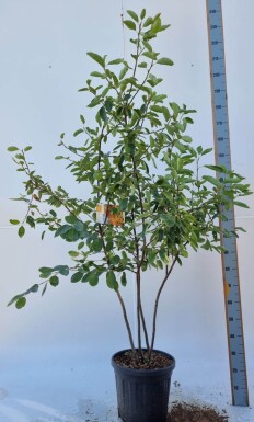 Amelanchier lamarckii meerstammig