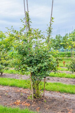 Amelanchier lamarckii meerstammig