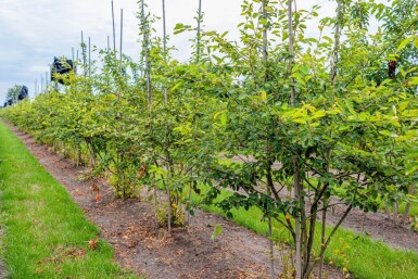 Amelanchier lamarckii meerstammig 175-200