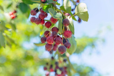 Amelanchier lamarckii meerstammig 175-200