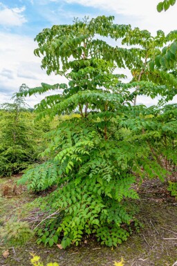 Aralia elata meerstammig