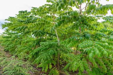 Aralia elata meerstammig