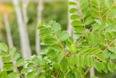 Aralia elata meerstammig