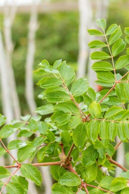 Aralia elata meerstammig